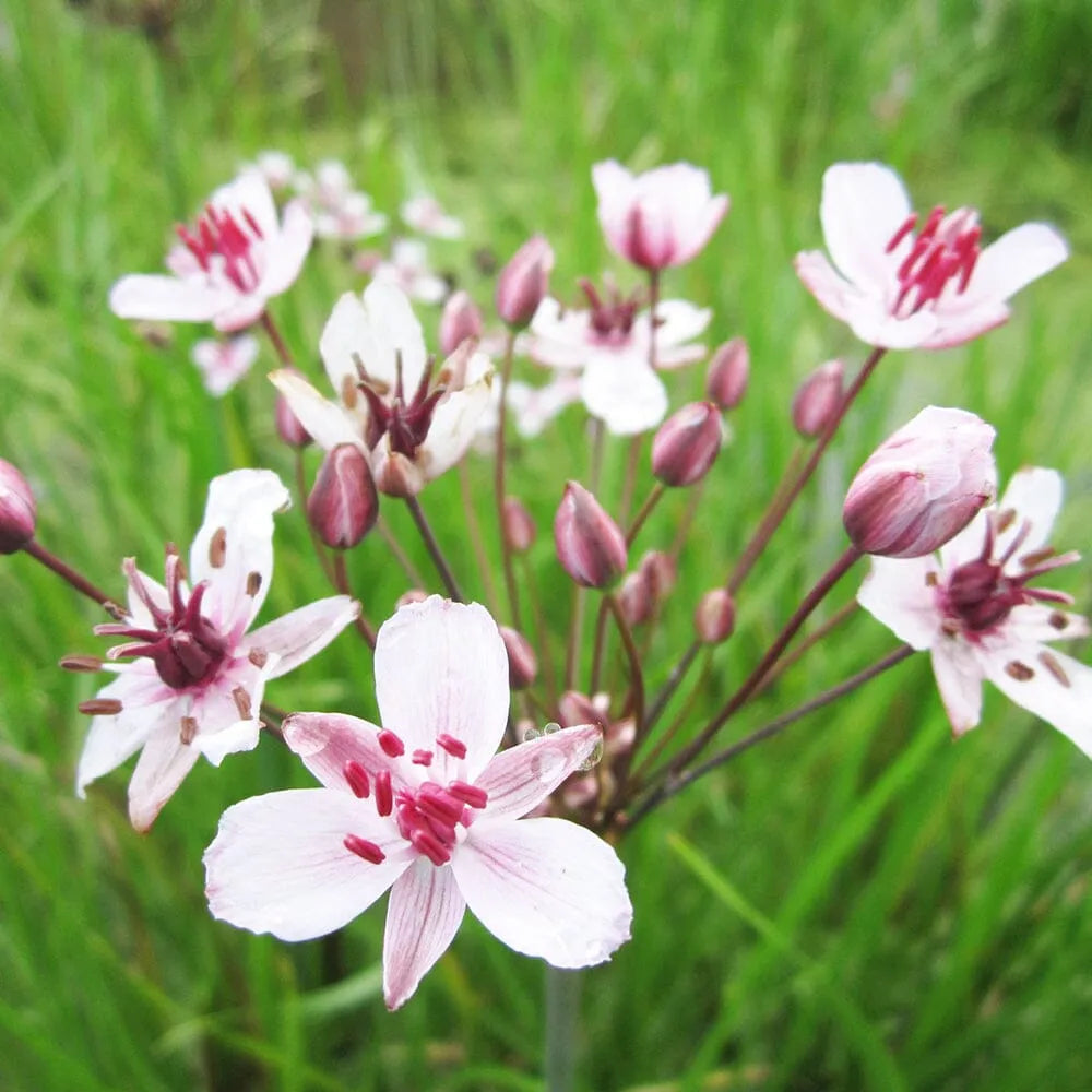 Butomus Umbellatus Aquatic Pond Plant - Flowering Rush