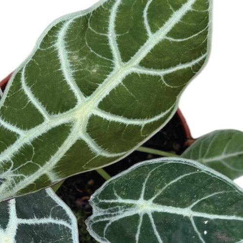 New Houseplants