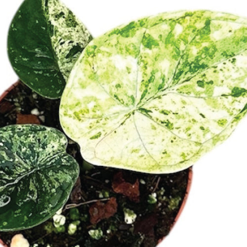 Rare Baby Plants