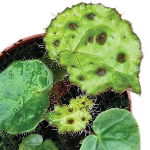 4 Rare Plants for £50