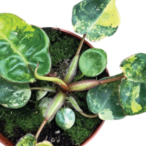 Specimen Plants