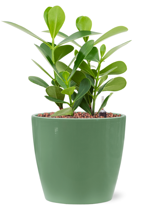 Clusia rosea 'Green Magic' in Feliz Office Plant With Pot 32cm Height 15cm Dia