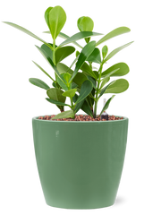 Clusia rosea 'Green Magic' in Feliz Office Plant With Pot 32cm Height 15cm Dia