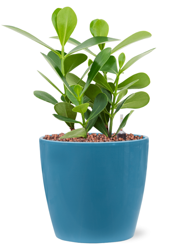Clusia rosea 'Green Magic' in Feliz Office Plant With Pot 32cm Height 15cm Dia
