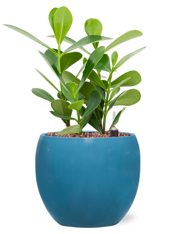 Clusia rosea 'Green Magic' in Feliz Office Plant With Pot 31cm Height 12cm Dia
