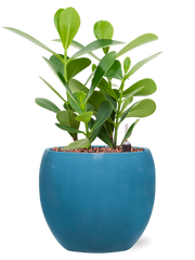 Clusia rosea 'Green Magic' in Feliz Office Plant With Pot 31cm Height 12cm Dia