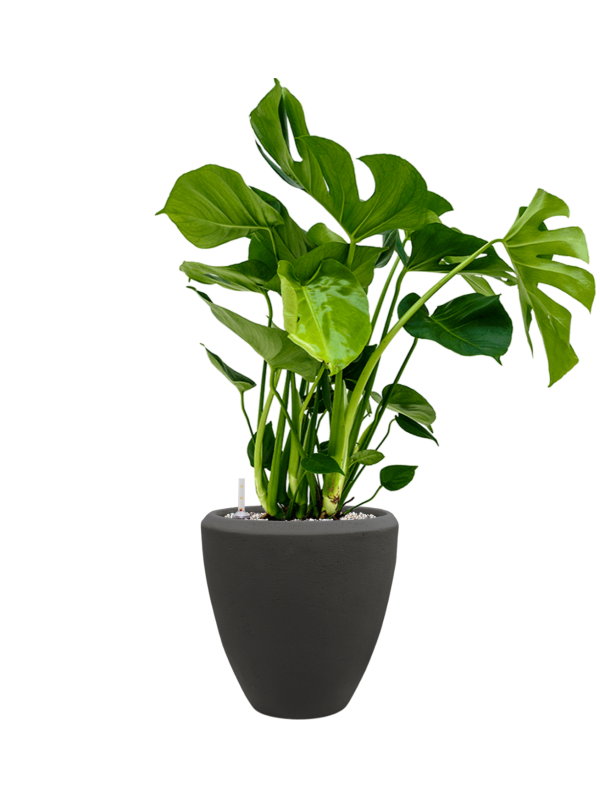 Monstera deliciosa in Baq Polystone Plain Office Plant With Pot 73cm Height 23cm Dia