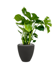 Monstera deliciosa in Baq Polystone Plain Office Plant With Pot 73cm Height 23cm Dia