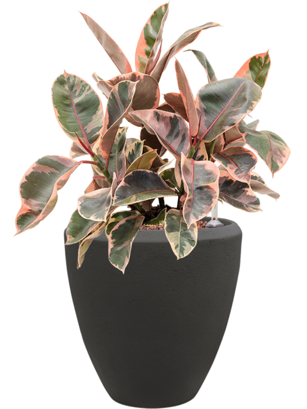 Ficus elastica 'Belize' in Baq Polystone Plain Office Plant With Pot 50cm Height 23cm Dia