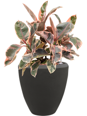 Ficus elastica 'Belize' in Baq Polystone Plain Office Plant With Pot 50cm Height 23cm Dia