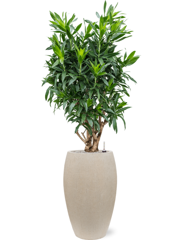 Pleomele (Dracaena) reflexa in Baq Raindrop Office Plant With Pot 159cm Height 33cm Dia