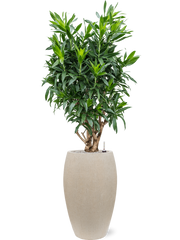 Pleomele (Dracaena) reflexa in Baq Raindrop Office Plant With Pot 159cm Height 33cm Dia