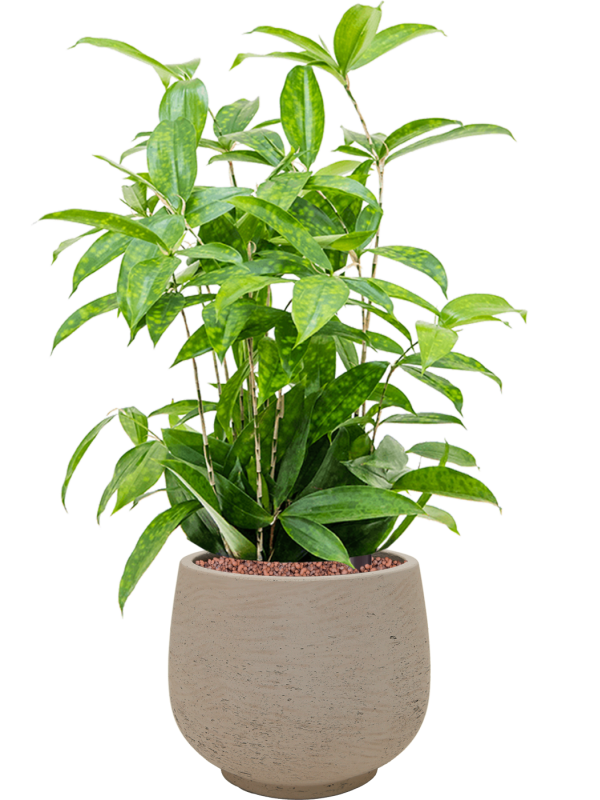 Dracaena surculosa in Rough Office Plant With Pot 62cm Height 19cm Dia