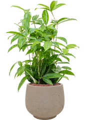 Dracaena surculosa in Rough Office Plant With Pot 62cm Height 19cm Dia