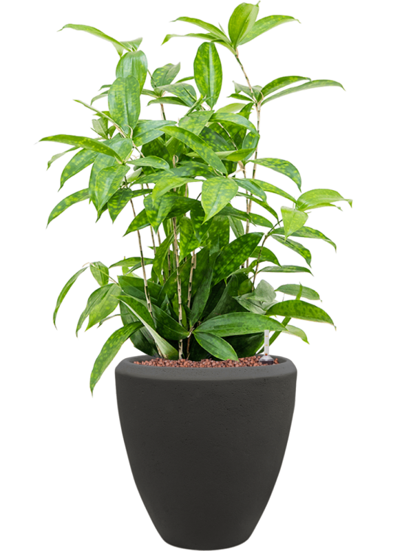 Dracaena surculosa in Baq Polystone Plain Office Plant With Pot 66cm Height 23cm Dia