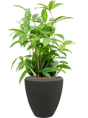 Dracaena surculosa in Baq Polystone Plain Office Plant With Pot 66cm Height 23cm Dia
