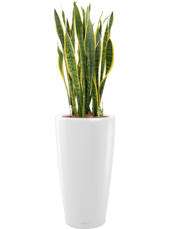 Sansevieria trifasciata 'Laurentii' in Lechuza Rondo Office Plant With Pot 104cm Height 31cm Dia