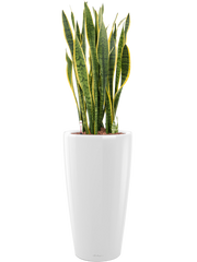 Sansevieria trifasciata 'Laurentii' in Lechuza Rondo Office Plant With Pot 104cm Height 31cm Dia