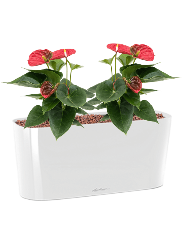 Anthurium andraeanum 'Sierra' in Lechuza Delta 20 Office Plant With Pot 30cm Height 14cm Dia