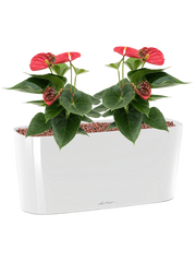 Anthurium andraeanum 'Sierra' in Lechuza Delta 20 Office Plant With Pot 30cm Height 14cm Dia
