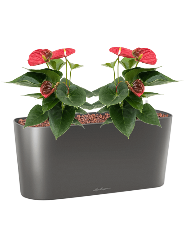 Anthurium andraeanum 'Sierra' in Lechuza Delta 20 Office Plant With Pot 31cm Height 14cm Dia