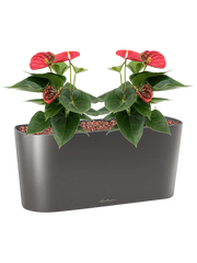 Anthurium andraeanum 'Sierra' in Lechuza Delta 20 Office Plant With Pot 31cm Height 14cm Dia