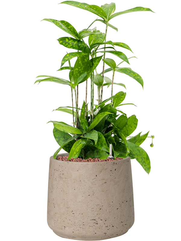 Dracaena surculosa in Rough Office Plant With Pot 54cm Height 19cm Dia