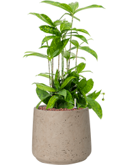 Dracaena surculosa in Rough Office Plant With Pot 54cm Height 19cm Dia