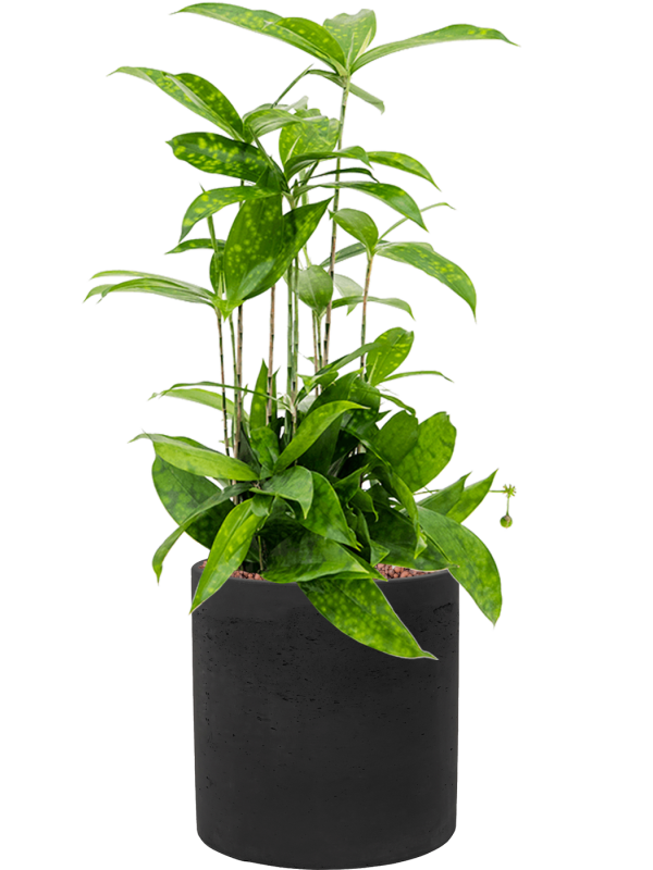 Dracaena surculosa in Rough Office Plant With Pot 54cm Height 18cm Dia
