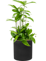 Dracaena surculosa in Rough Office Plant With Pot 54cm Height 18cm Dia