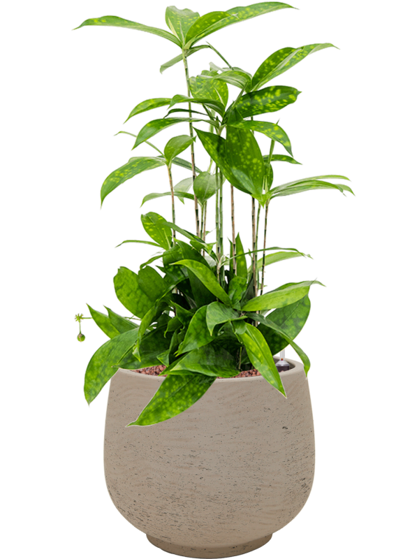 Dracaena surculosa in Rough Office Plant With Pot 54cm Height 19cm Dia