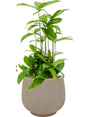 Dracaena surculosa in Rough Office Plant With Pot 54cm Height 19cm Dia