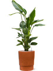 Strelitzia nicolai in Chao Office Plant With Pot 110cm Height 27cm Dia