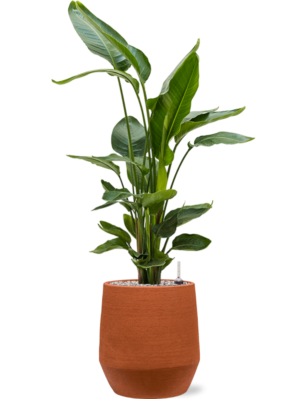 Strelitzia nicolai in Humus Office Plant With Pot 112cm Height 27cm Dia