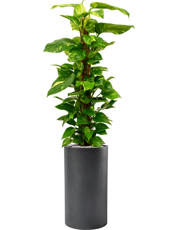 Scindapsus (Epipremnum) 'Aureum' in Baq Basic Office Plant With Pot 147cm Height 24cm Dia