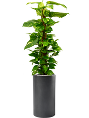 Scindapsus (Epipremnum) 'Aureum' in Baq Basic Office Plant With Pot 147cm Height 24cm Dia