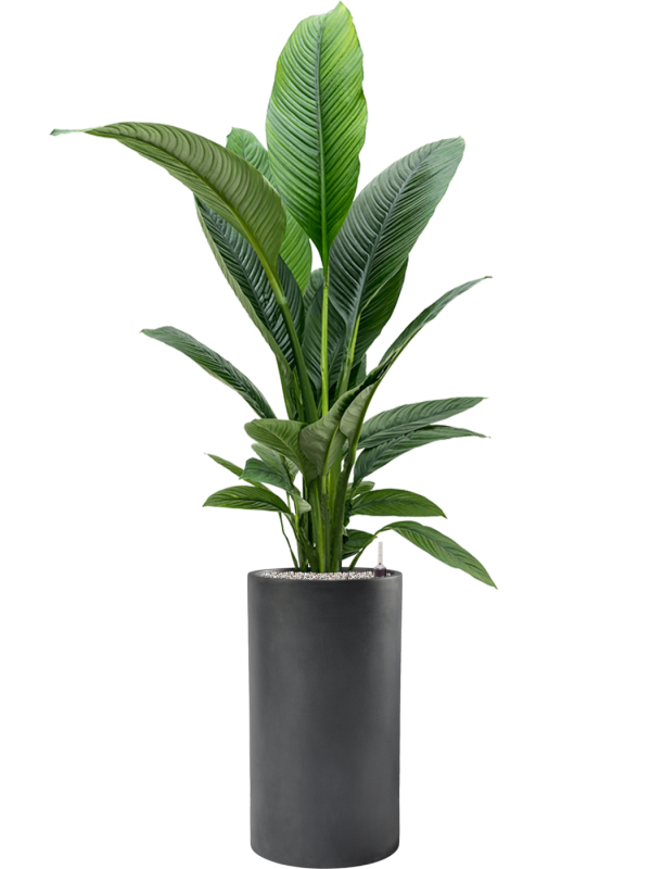 Spathiphyllum 'Sensation' in Baq Basic Office Plant With Pot 158cm Height 24cm Dia