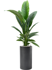 Spathiphyllum 'Sensation' in Baq Basic Office Plant With Pot 158cm Height 24cm Dia