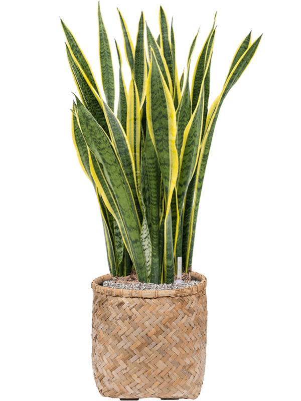 Sansevieria trifasciata 'Laurentii' in Bohemian Office Plant With Pot 109cm Height 37cm Dia