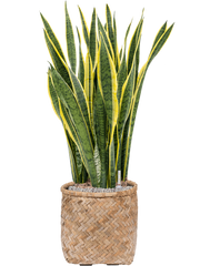 Sansevieria trifasciata 'Laurentii' in Bohemian Office Plant With Pot 109cm Height 37cm Dia