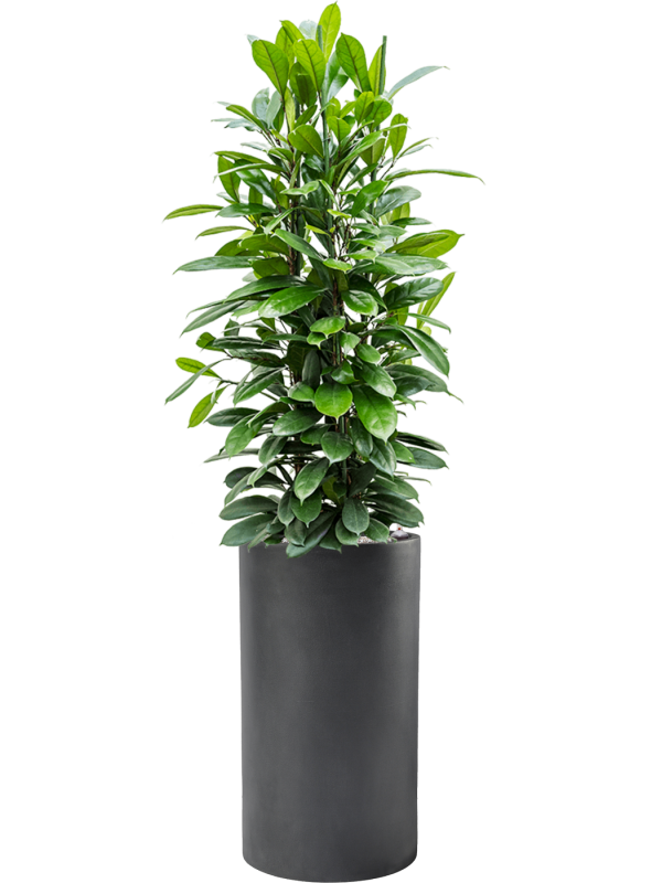 Ficus cyathistipula in Baq Basic Office Plant With Pot 169cm Height 33cm Dia