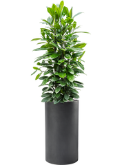 Ficus cyathistipula in Baq Basic Office Plant With Pot 169cm Height 33cm Dia