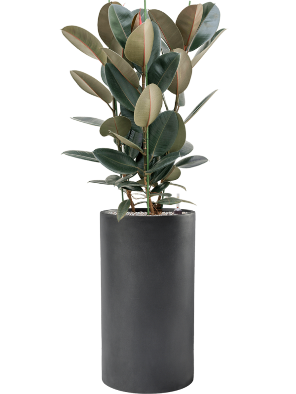 Ficus elastica 'Abidjan' in Baq Basic Office Plant With Pot 145cm Height 33cm Dia