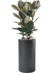 Ficus elastica 'Abidjan' in Baq Basic Office Plant With Pot 145cm Height 33cm Dia