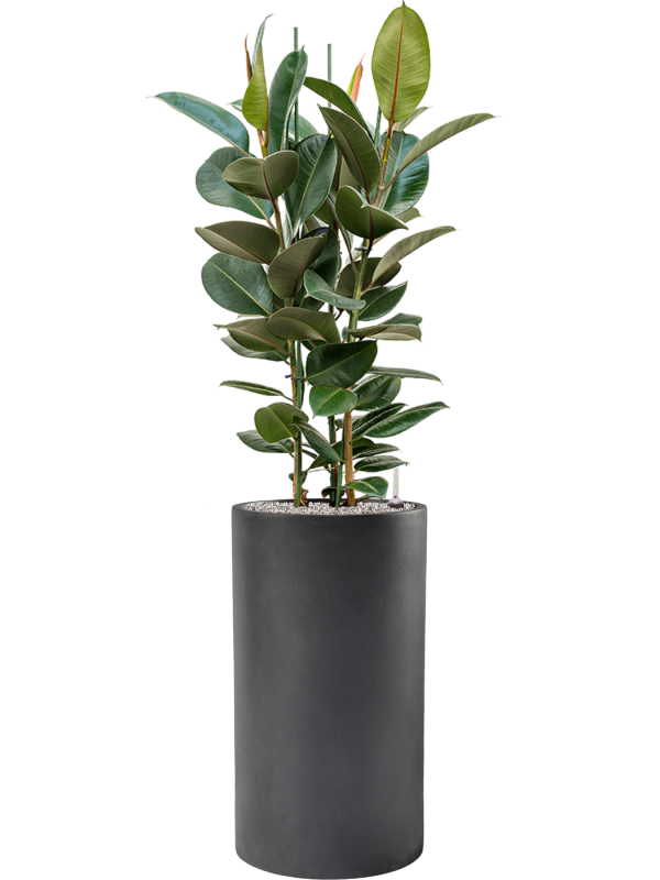 Ficus elastica 'Robusta' in Baq Basic Office Plant With Pot 157cm Height 33cm Dia