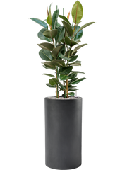 Ficus elastica 'Robusta' in Baq Basic Office Plant With Pot 157cm Height 33cm Dia