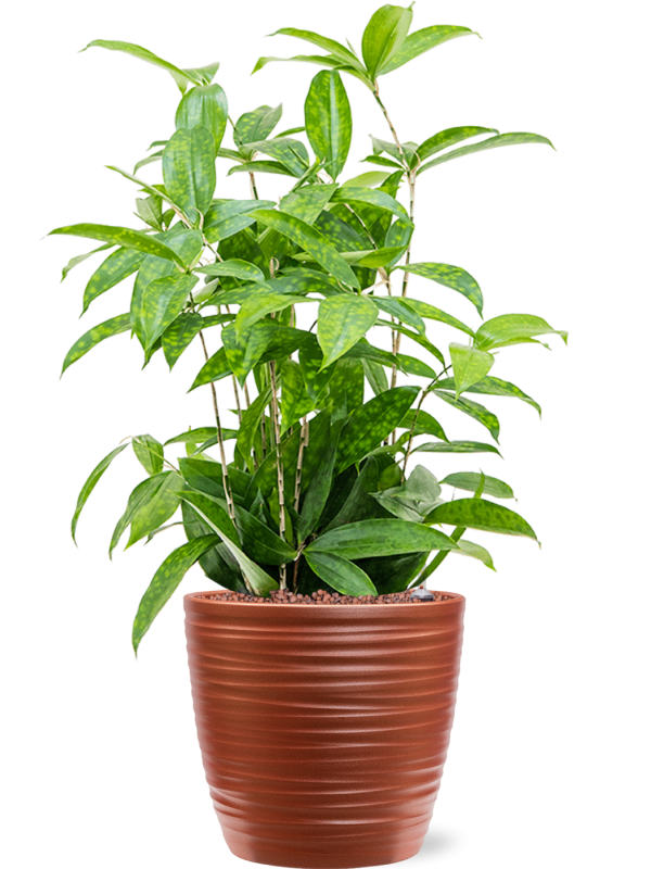 Dracaena surculosa in Groove Office Plant With Pot 63cm Height 20.5cm Dia