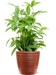 Dracaena surculosa in Groove Office Plant With Pot 63cm Height 20.5cm Dia