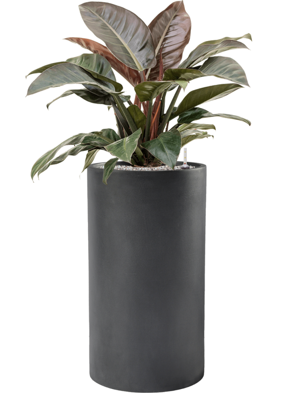 Philodendron `Imperial Red' in Baq Basic Office Plant With Pot 115cm Height 33cm Dia