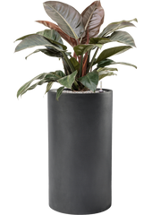 Philodendron `Imperial Red' in Baq Basic Office Plant With Pot 115cm Height 33cm Dia